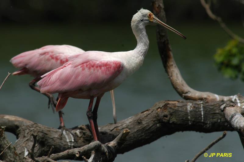 Platalea ajaja